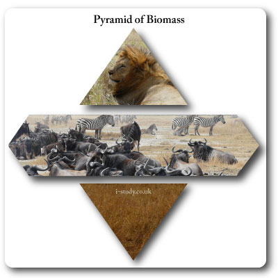 Pyramids of biomass, ecosystems